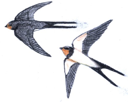 Rauchschwalbe